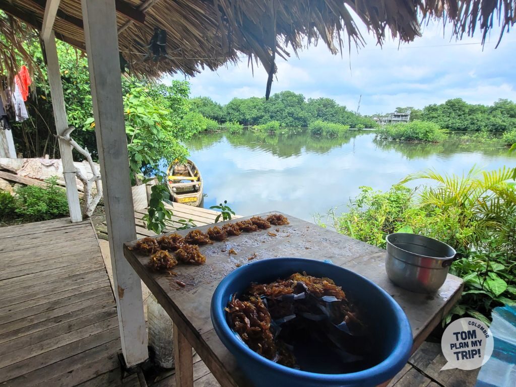 Manglares de La Boquilla